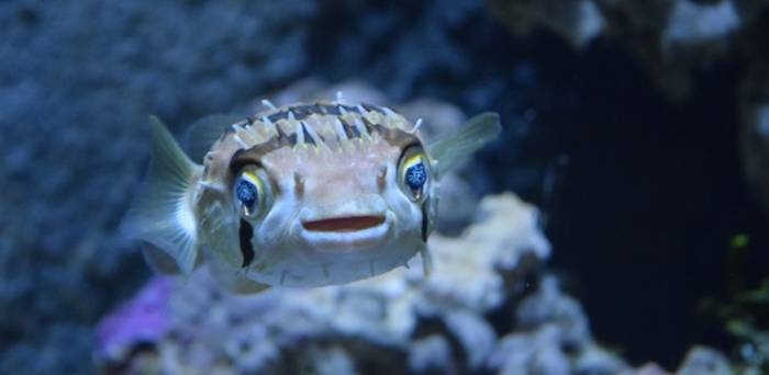 Największa w Polsce ekspozycja prezentująca faunę i florę najważniejszych akwenów świata powstała w Płocku - GospodarkaMorska.pl