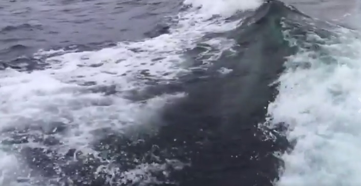 Niecodzienne spotkanie na Bałtyku - GospodarkaMorska.pl