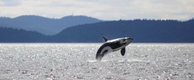 Nie żyje najstarsza orka świata. Urodziła się przed zatonięciem Titanica - GospodarkaMorska.pl