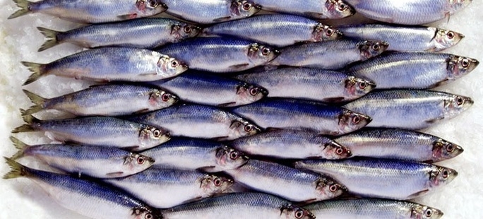 Produkty SEKO z certyfikatem MSC - GospodarkaMorska.pl