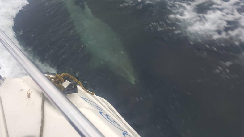 Delfiny pokochały Bałtyk - GospodarkaMorska.pl