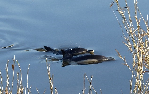 Niewiarygodny widok! - GospodarkaMorska.pl