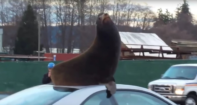 Lew morski na kąpiel słoneczną wybrał... (wideo) - GospodarkaMorska.pl