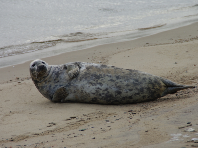 Niecodzienny gość w Porcie Wojennym w Gdyni - GospodarkaMorska.pl