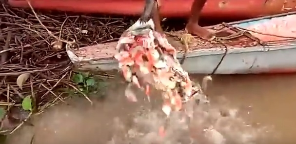 Wygłodniałe piranie? Tak to wygląda (wideo) - GospodarkaMorska.pl