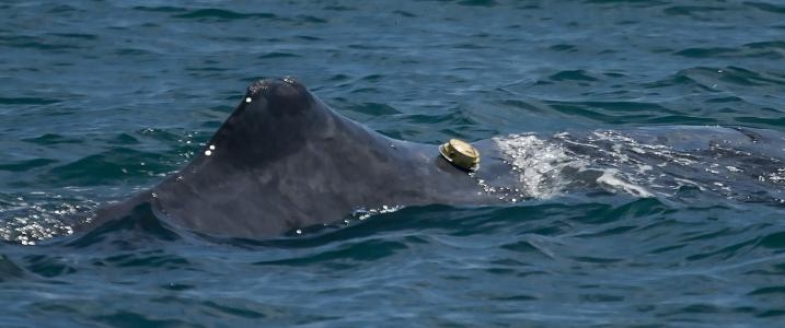 Sukces w badaniach nad dużymi ssakami morskimi - GospodarkaMorska.pl