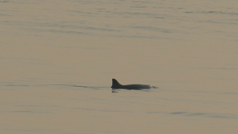 Najmniejszy wieloryb świata odwiedził Morze Północne - GospodarkaMorska.pl