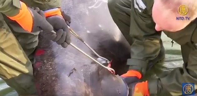 Przerażające wyniki autopsji wieloryba (wideo) - GospodarkaMorska.pl