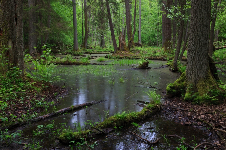 WWF: ponad połowa obszarów przyrodniczych w UE chroniona tylko na papierze - GospodarkaMorska.pl