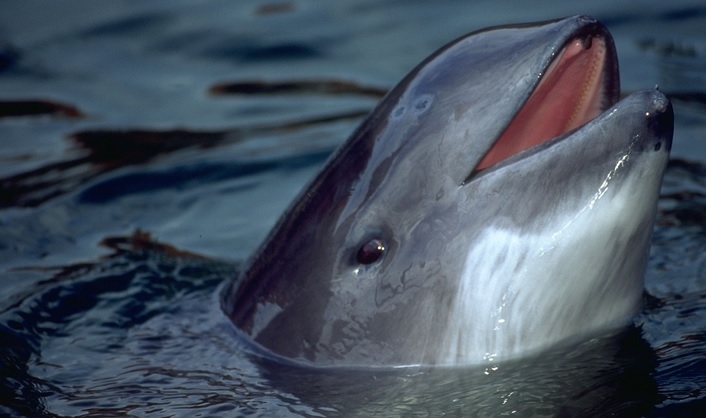 Meksykańska „krówka” wieszczy naszemu morświnowi? - GospodarkaMorska.pl