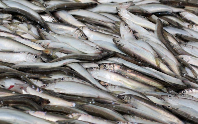W 2016 r. podrożały ryby i ich przetwory - GospodarkaMorska.pl