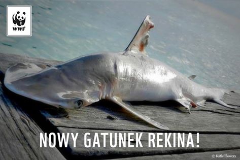 Odkryto nowy gatunek rekina - GospodarkaMorska.pl