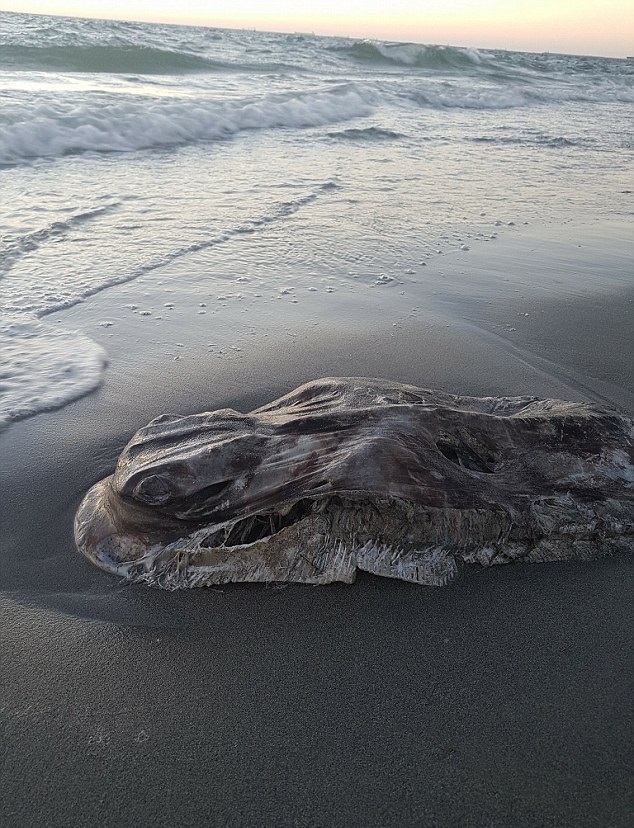 Tajemnicza istota znaleziona na plaży - GospodarkaMorska.pl