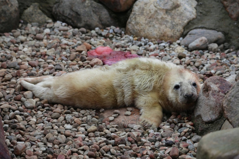 Pierwsza w tym roku foka przyszła na świat w helskim fokarium (foto) - GospodarkaMorska.pl