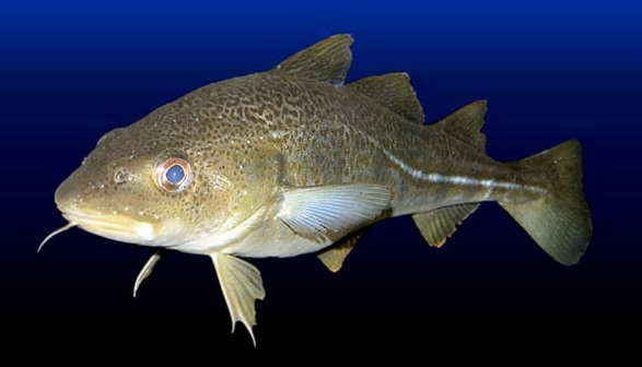 Kolejna odsłona kampanii MSC w sklepach sieci Biedronka - GospodarkaMorska.pl