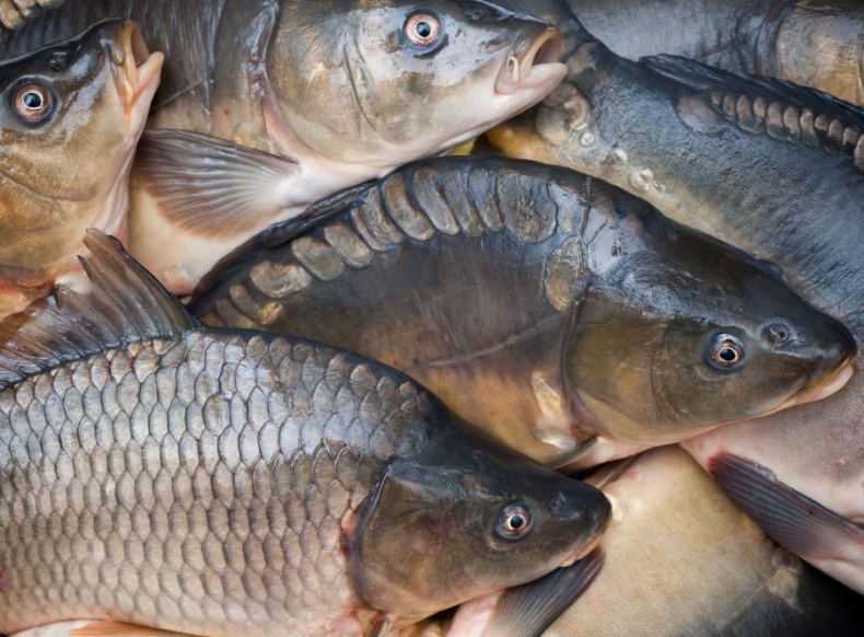 Hodowcy ryb słodkowodnych starają się o przywrócenie dopłat wodno-środowiskowych - GospodarkaMorska.pl