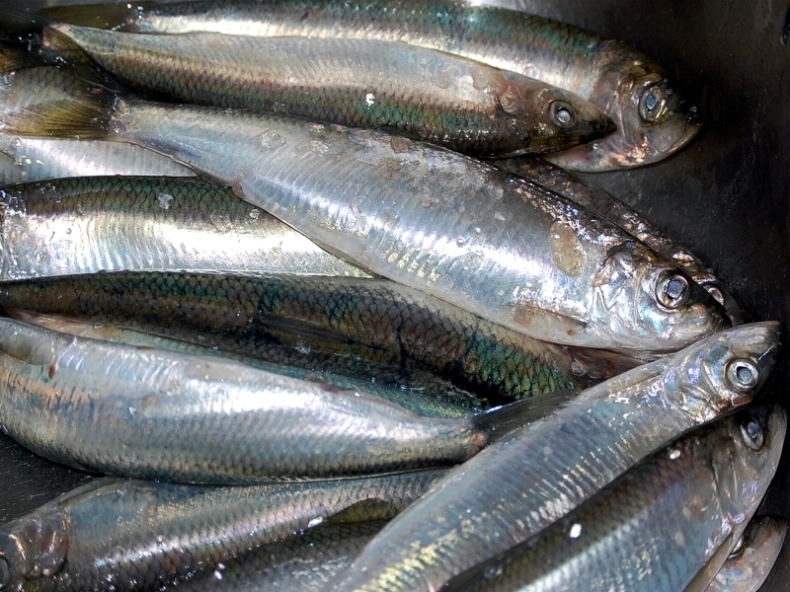 Nabór uzupełniający do Komisji Zarządzającej Funduszu Promocji Ryb - GospodarkaMorska.pl