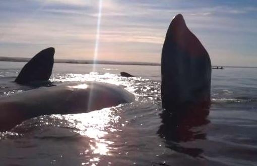 Oko w oko z wielorybem (wideo) - GospodarkaMorska.pl