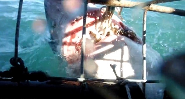 Twarzą w twarz z drapieżcą (wideo) - GospodarkaMorska.pl