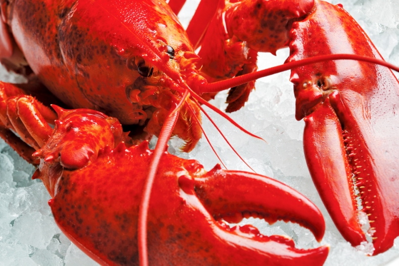 Kanadyjski homar ze znakiem MSC dostępny w sklepach Biedronka - GospodarkaMorska.pl