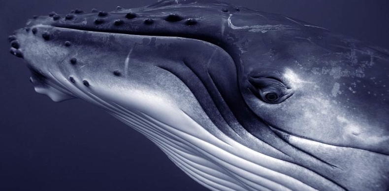 Osobliwe zachowanie wielorybów - GospodarkaMorska.pl