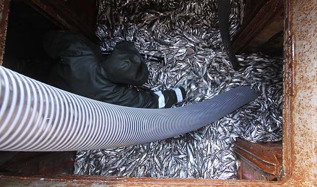 Certyfikat MSC dla duńskich połowów dobijaka, okowiela oraz szprota - GospodarkaMorska.pl