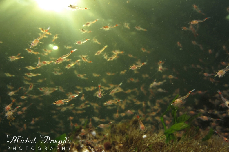 Powstał projekt edukacyjny o morskich stworzeniach - GospodarkaMorska.pl