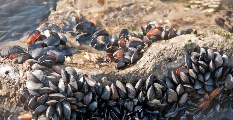 Naukowcy tworzą „słownik” reakcji małży, by lepiej chronić wodę - GospodarkaMorska.pl