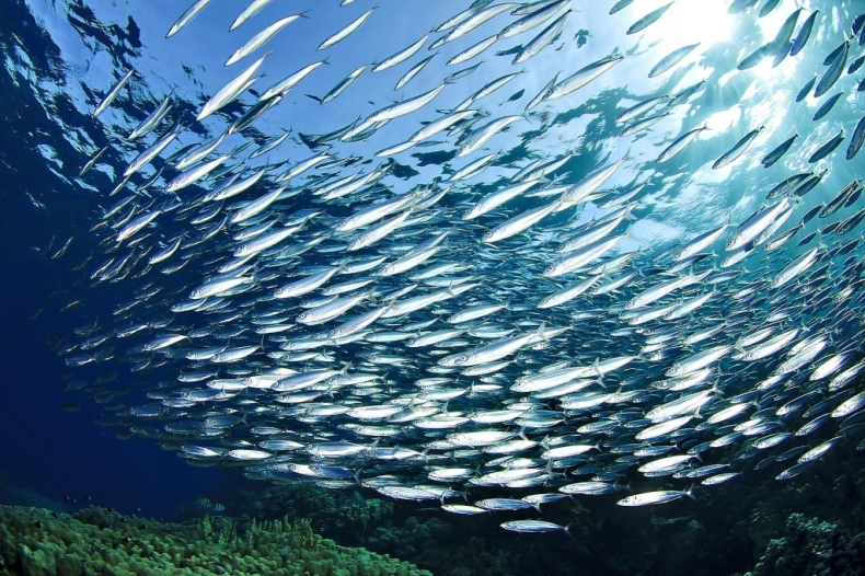 Co wiemy o aktualnej kondycji śledzi - GospodarkaMorska.pl
