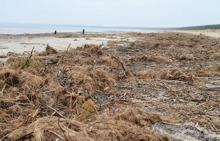 Wodorosty od miesięcy zalegają na świnoujskiej plaży (foto) - GospodarkaMorska.pl