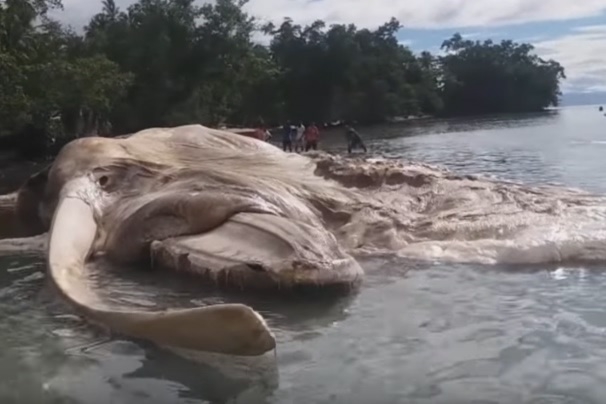 Zidentyfikowano potwora z indonezyjskiej plaży (wideo) - GospodarkaMorska.pl