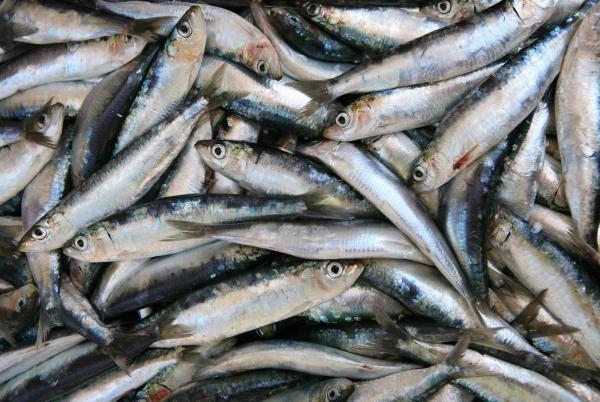 Pierwsze rybołówstwo szprotowe na Morzu Bałtyckim z certyfikatem MSC - GospodarkaMorska.pl