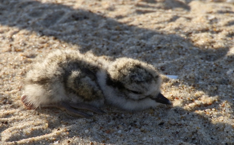 Pisklęta sieweczki powracają na bałtyckie plaże - GospodarkaMorska.pl
