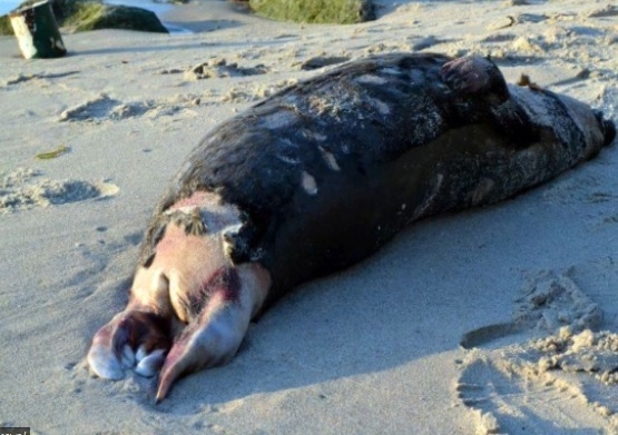 Dr Pawliczka: foki giną w Bałtyku najprawdopodobniej przez człowieka - GospodarkaMorska.pl