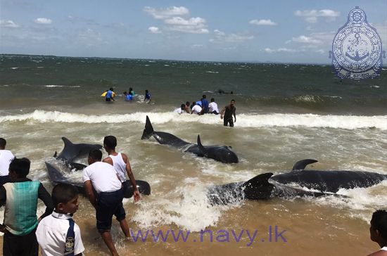 Na Sri Lance morze wyrzuciło na brzeg 20 grindwali (wideo) - GospodarkaMorska.pl