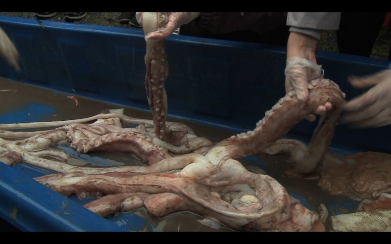 Olbrzymia kałamarnica złowiona u wybrzeży Irlandii (wideo) - GospodarkaMorska.pl