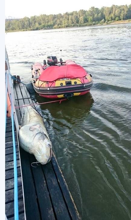 Sum gigant wyłowiony z Wisły - GospodarkaMorska.pl