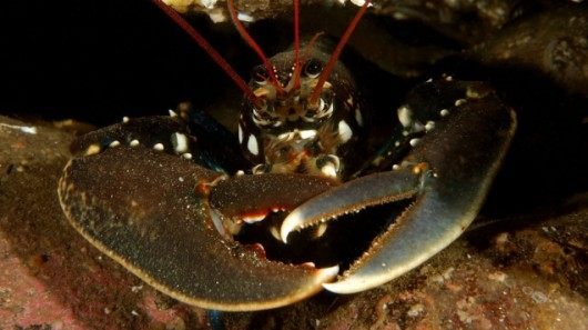 Sąd Najwyższy: Trzymanie homarów w lodzie to przestępstwo - GospodarkaMorska.pl