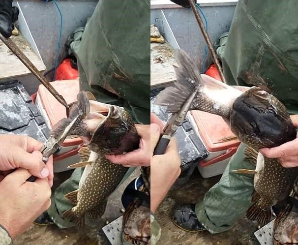 Taka ryba na obiad! - GospodarkaMorska.pl