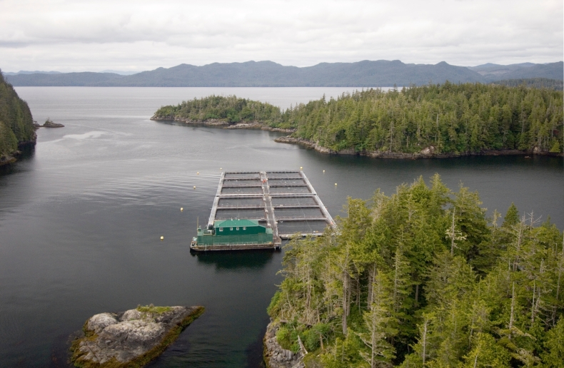 Norweski inwestor z branży przetwórstwa rybnego otwiera centrum wsparcia biznesowego w Gdańsku - GospodarkaMorska.pl