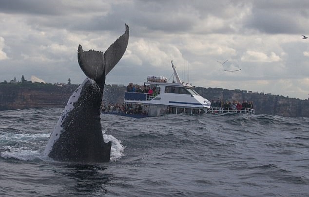 30-tonowa niespodzianka u wybrzeży Sydney. Niesamowite zdjęcia - GospodarkaMorska.pl