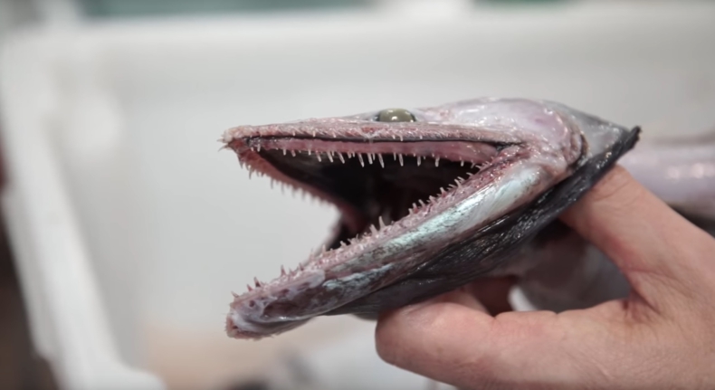 Australijski naukowiec złowił rybę potwora (wideo) - GospodarkaMorska.pl