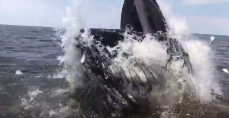 Zaledwie kilka centymetrów (wideo) - GospodarkaMorska.pl