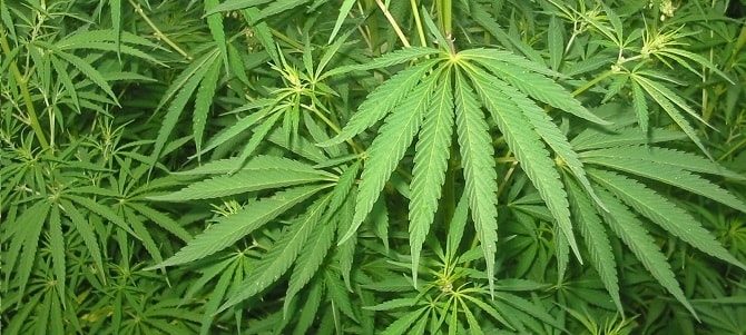 Służba celna w porcie w Calais udaremniła próbę rekordowego przemytu narkotyków - GospodarkaMorska.pl