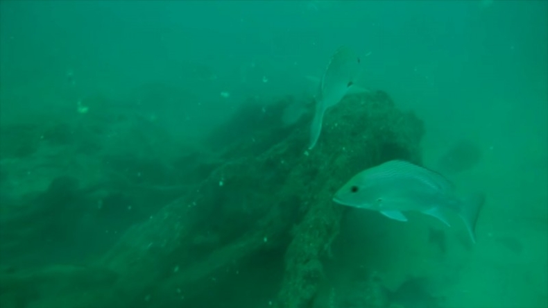 U wybrzeży Alabamy odkryto podwodny las (wideo) - GospodarkaMorska.pl