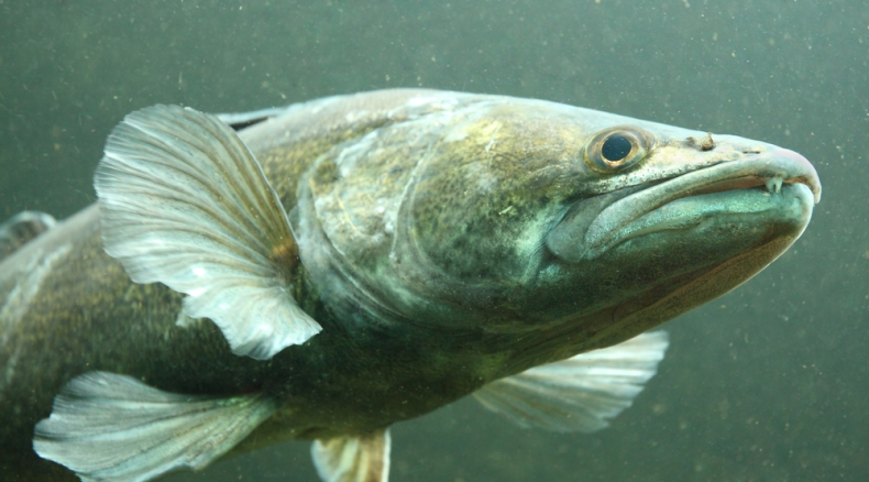 Kolejny certyfikat MSC dla szwedzkich połowów sandacza - GospodarkaMorska.pl