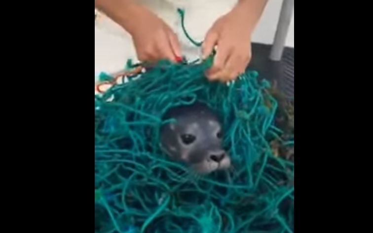 To wideo stało się hitem internetu - GospodarkaMorska.pl