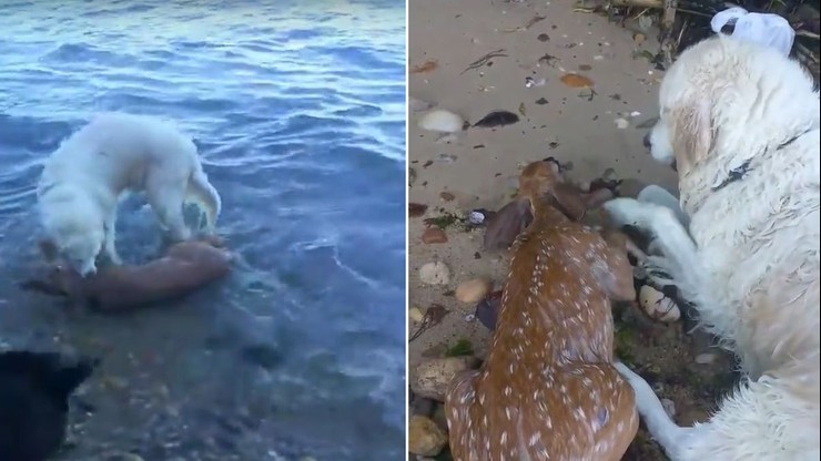 Pies uratował tonącego w oceanie jelonka. Wzruszające nagranie (wideo) - GospodarkaMorska.pl