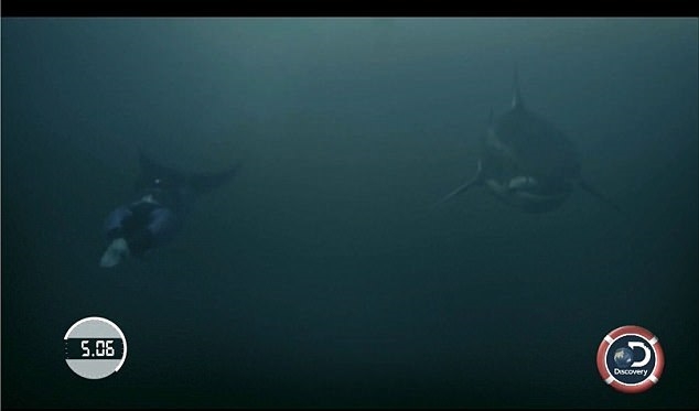 Michael Phelps kontra rekin. Zgadnijcie, kto wygrał (wideo) - GospodarkaMorska.pl