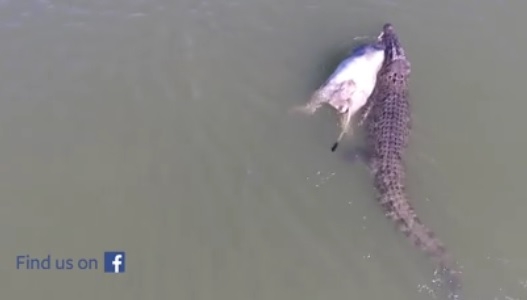 To nie będzie postny posiłek (wideo) - GospodarkaMorska.pl